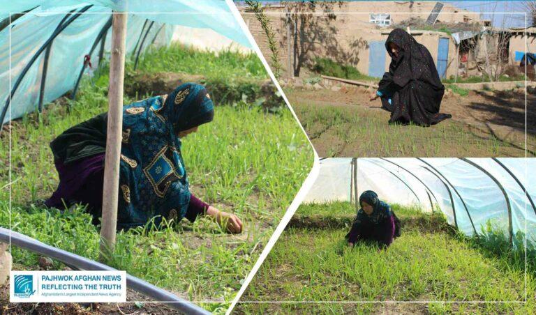 Home gardens help women spur family income