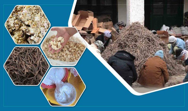 Falling prices frustrate asafoetida farmers, traders in Balkh