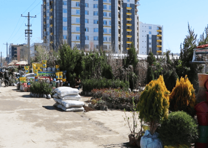 بازار فروش گل و نهال در شهر کابل رونق یافته‌است