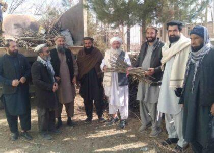 Growers donate saplings to green Qush Tepa canal