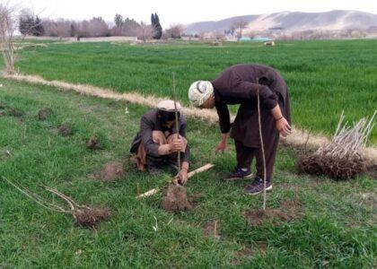د ننګرهار په دوو ولسوالیو کې ۱۷ کروندګرو ته د ناک او الوچو باغونه جوړېږي