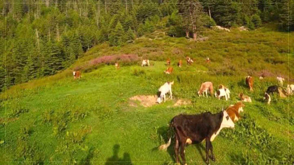 مسوولین: نورستان کې څه باندې ۱۳ زره هکټاره ځنګلونه او څرځایونو بیارغول شوي