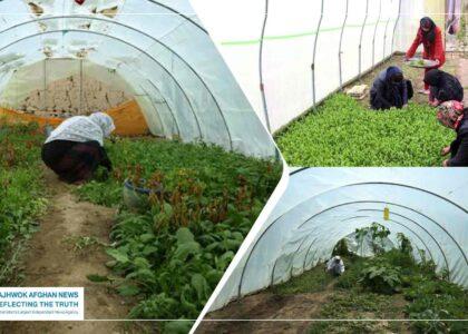 UN declares 2026 as ‘International Year of Women Farmers’