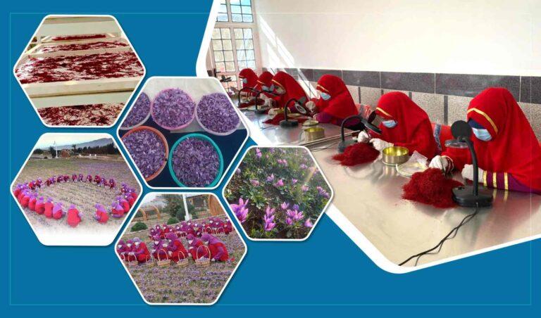 خانمی در هرات با ایجاد مرکز توزیع و پخش زعفران برای صدها زن زمینۀ کار را مساعد ساخته‌است