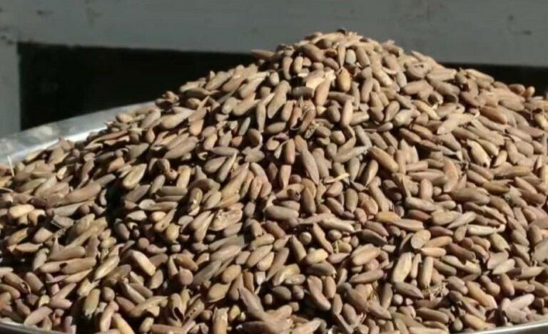 سږ کال له افغانستانه ۱۱۰۰ ټنه جلغوزي صادر شوي