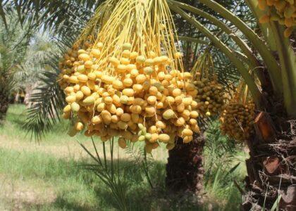 Nangarhar’s date orchard to yield 23 tonnes this year