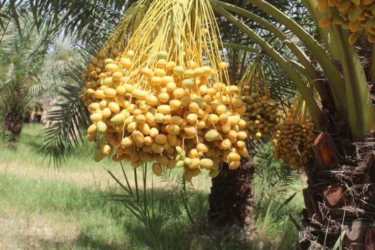امسال حاصلات باغ خرمای ننگرهار به ۲۳ تُن خواهد رسید