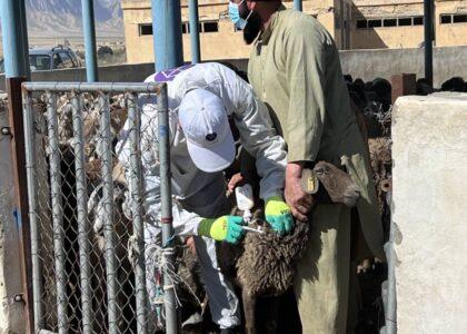 روند واکسین ۵۰ هزار مواشی در بلخ آغاز شد