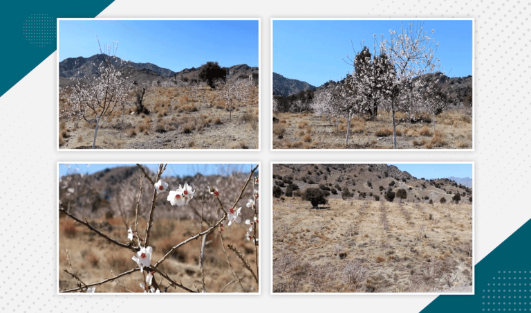 Tani residents turning hillsides into almond orchards