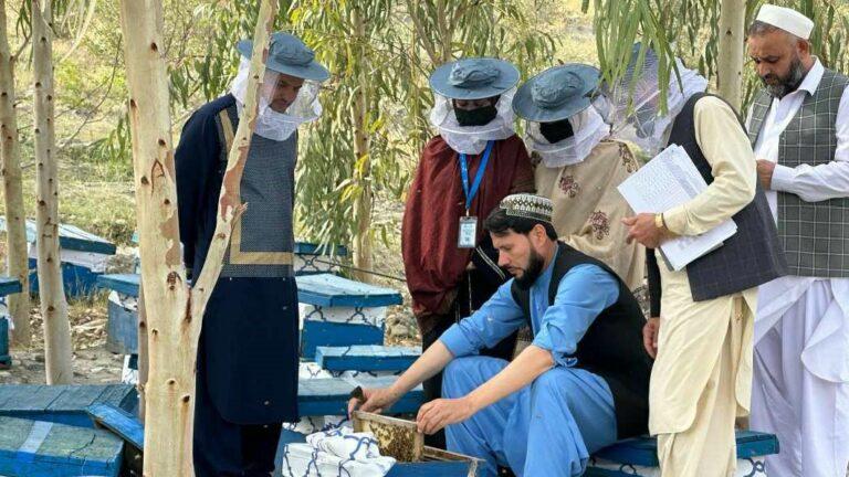 لغمان کې اړمنو ښځو ته ۸۴ د شاتو مچیو فارمونه جوړ شول