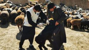 آغاز کمپاین واکسین حیوانات در سمنگان؛ بیش از ۶۰ هزار مواشی تحت پوشش قرار می‌گیرد