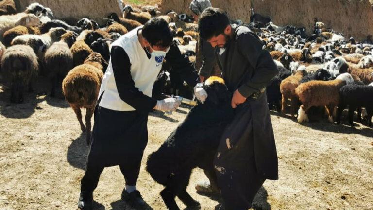 آغاز کمپاین واکسین حیوانات در سمنگان؛ بیش از ۶۰ هزار مواشی تحت پوشش قرار می‌گیرد