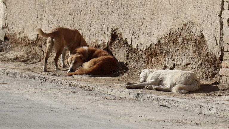 Khost’s stray dog problem fuels rabies fears
