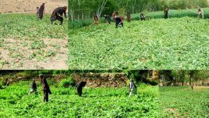 کمپاین تخریب مزارع کوکنار در غور آغاز شد