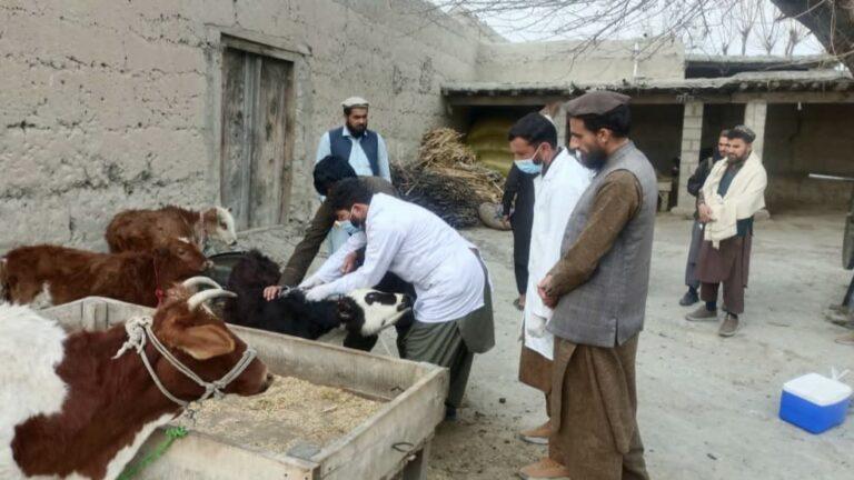 کونړ کې طبق ناروغۍ زرګونه څاروي تلف کړي
