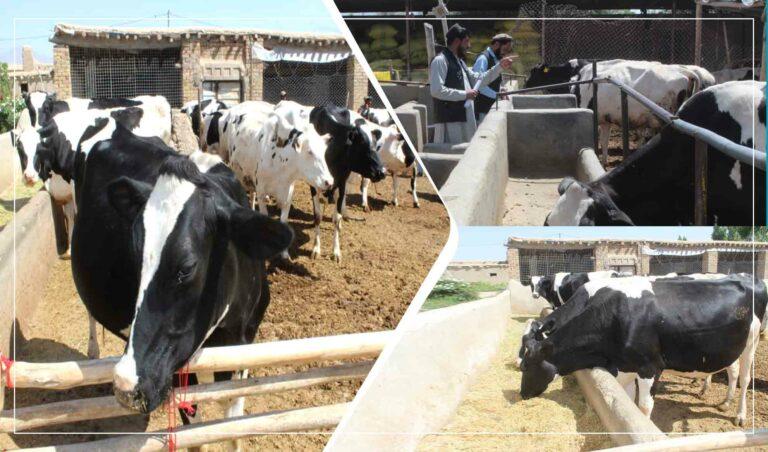 Paktia dairy products hard hit by powdered milk