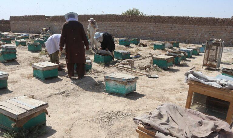 Low-quality honey imports take a toll on Kandahar beekeepers