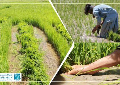 هرات کې د شولو کښتونه د دوامدره وچکالیو له امله کم شوي