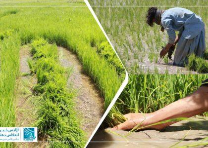 خشکسالی‌های پی‌هم در هرات باعث کاهش کشت شالی در این ولایت شده‌است