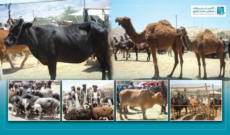 برخی باشنده‌گان سمنگان: قیمت مواشی در آستانۀ عید قربان افزایش یافته‌است