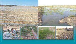 Drip Irrigation: A path to greening the drylands of Nimroz