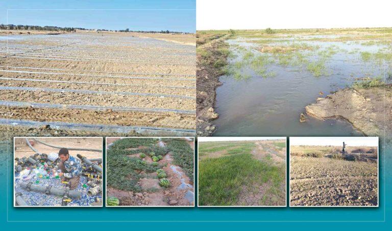 Drip Irrigation: A path to greening the drylands of Nimroz