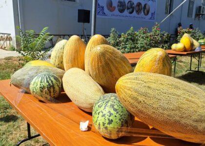 جشنوارهٔ عنعنوی خربوزه در جوزجان برگزار شد