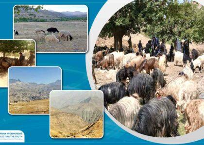 Acute drought hits Daikundi livestock keepers hard
