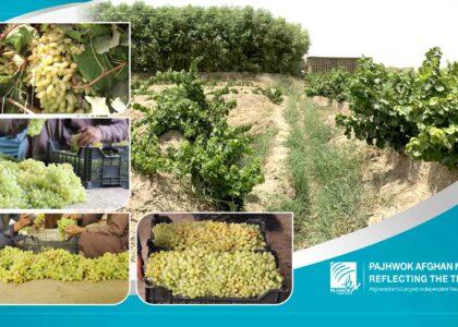 Kandahar traders urge swift action on Pakistani tariffs