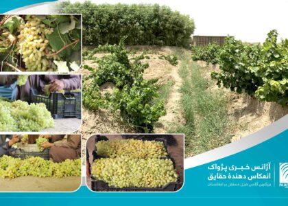 تعرفه‌های بلند کمرگی پاکستان بر میوه‌های تازۀ افغانستان؛ تاجران: ا.ا در زمینۀ کاهش این تعرفه‌ها اقدام کند