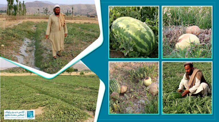 تأثیر خشکسالی بر زراعت در خوست؛ دهاقین: حاصلات تربوز ما به‌گونۀ چشم‌گیری کاهش یافته‌است
