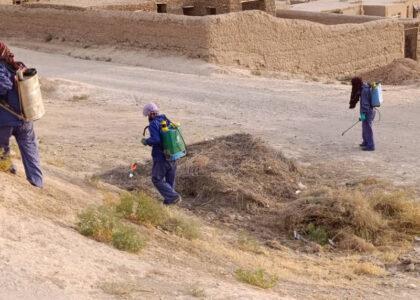 Nighttime insect invasion terrifies Samangan villagers