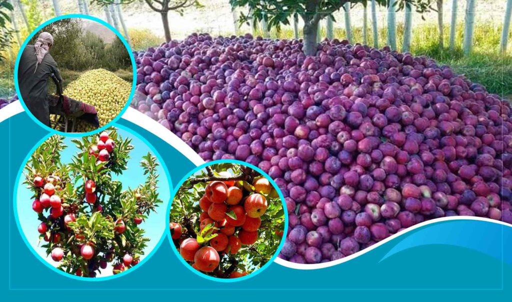 Logar apple yield estimated to reach 19,000MT this year