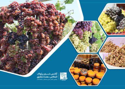 نهمین جشنوارۀ سالانۀ محصولات زراعتی و مالداری در هرات برگزار شد