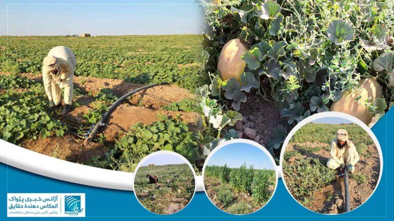امسال ۵۰۰ گل‌خانه در جوزجان به سیستم آبیاری قطره‌ای مجهز شده‌است