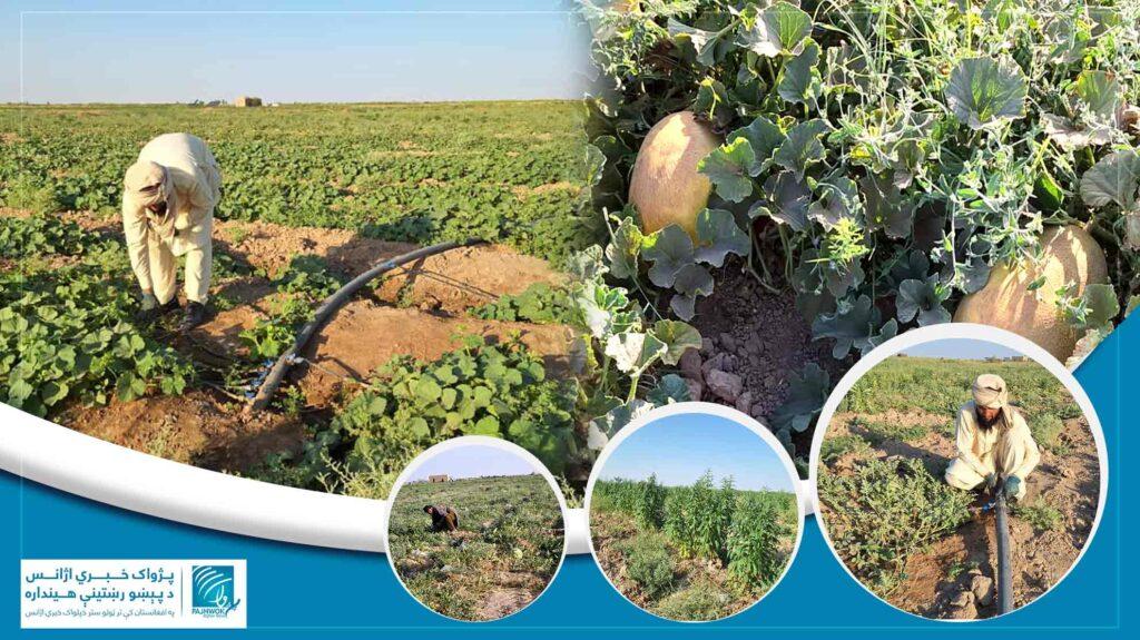 سږ کال په جوزجان کې ۵۰۰ شنې خونې د څاڅکي اوبولګولو پر سیسټم سمبالې شوې دي