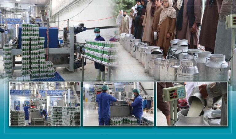 پروسس ۱۲۰ هزار لیتر شیر در یک روز در کندهار؛ مالداران از فعالیت کارخانه‌های لبنیات خرسند هستند