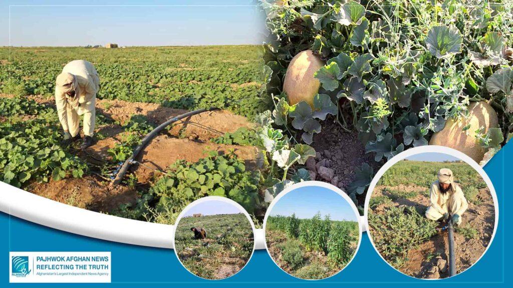 Jawzjan farmers all praise for drip irrigation system