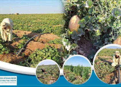 Jawzjan farmers all praise for drip irrigation system
