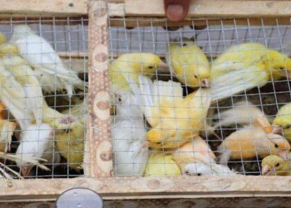 تورخم کې پاکستان ته د یو شمېر الوتونکو د قاچاق مخه ونیول شوه