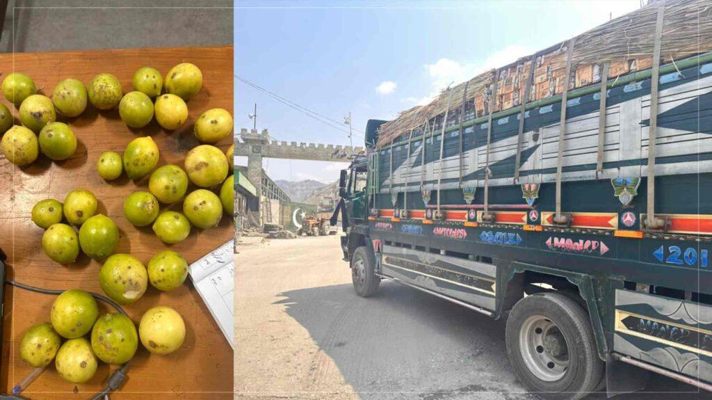 15 tonnes of diseased lemons returned to Pakistan