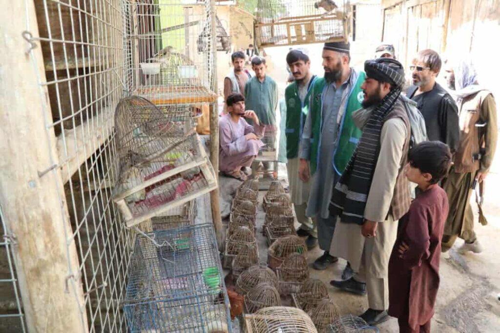 ۲۵۰ بال پرنده در پروان به آغوش طبیعت رها شدند