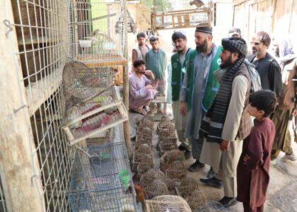 ۲۵۰ بال پرنده در پروان به آغوش طبیعت رها شدند