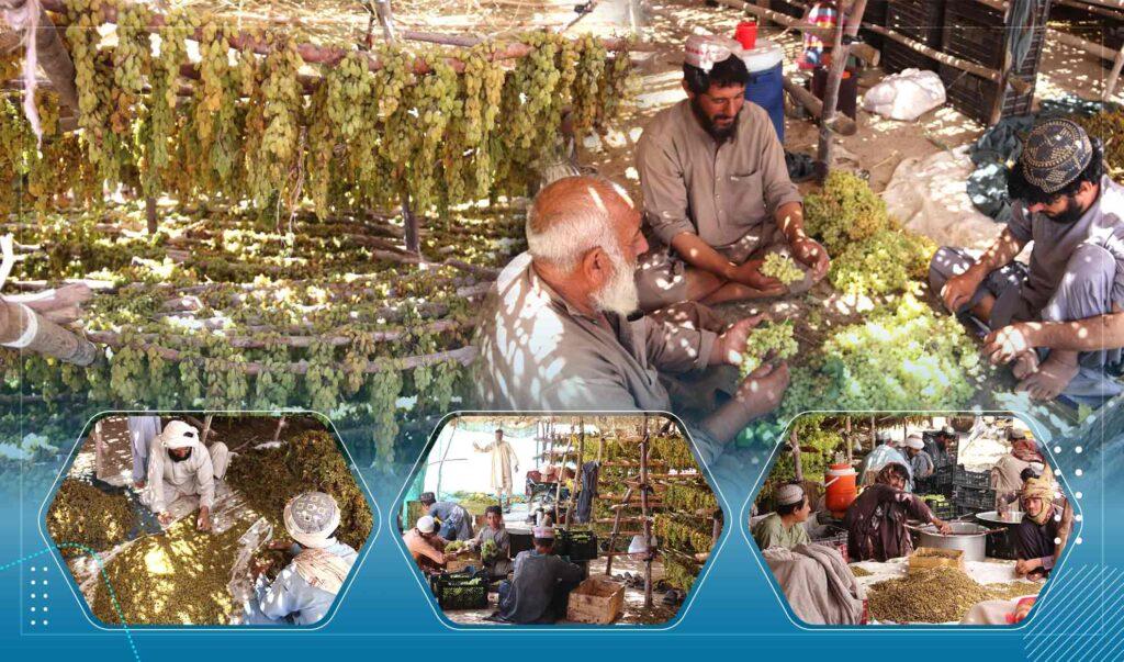 برخی تاجران در کندهار: حکومت زمینهٔ صادرات کشمش به خارج از کشور را فراهم کند