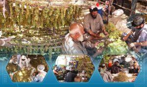 برخی تاجران در کندهار: حکومت زمینهٔ صادرات کشمش به خارج از کشور را فراهم کند
