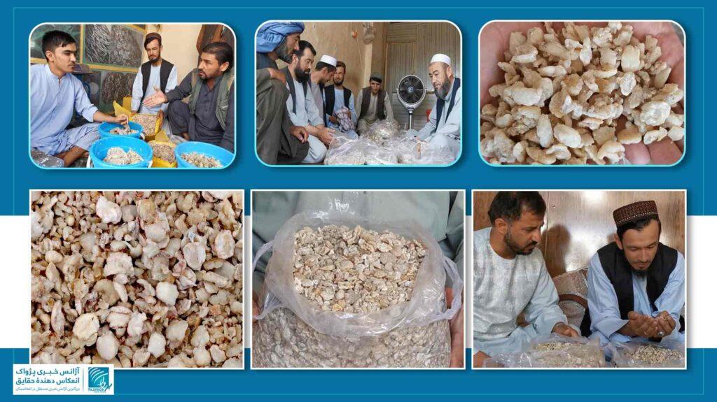 شماری از دهاقین در سمنگان: کاهش شدید قیمت هنگ ما را متضرر کرده‌است