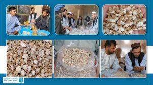 شماری از دهاقین در سمنگان: کاهش شدید قیمت هنگ ما را متضرر کرده‌است