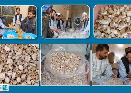 شماری از دهاقین در سمنگان: کاهش شدید قیمت هنگ ما را متضرر کرده‌است