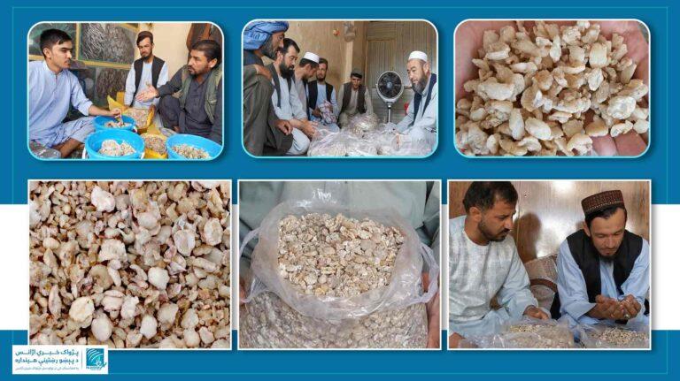 سمنګان کې یو شمېر بزګران: د انجې بیې د پام وړ ټيټېدو زیانمن کړي یو