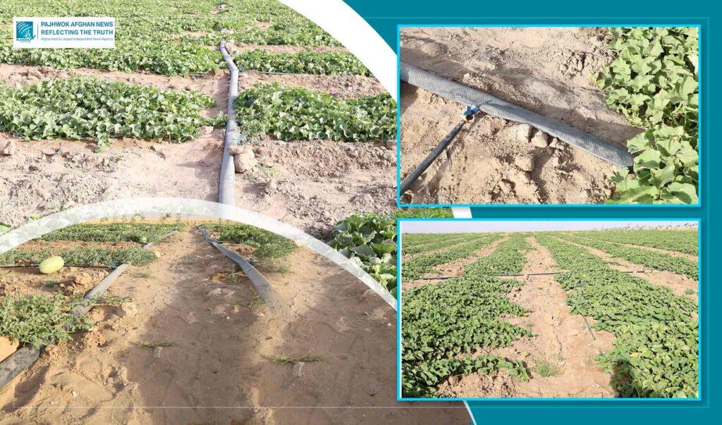 Herat farmers increasingly turn to drip irrigation system